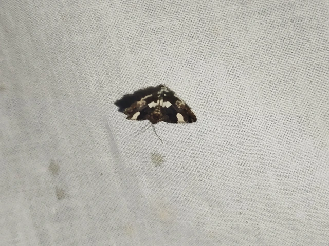 Tyta luctuosa - fekete nappalibagoly