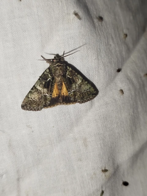 Polyphaenis sericata - selyemfényű erdeibagoly