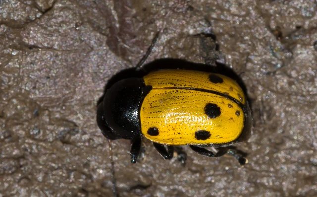 Cryptocephalus imperialis - daliás zömökbogár