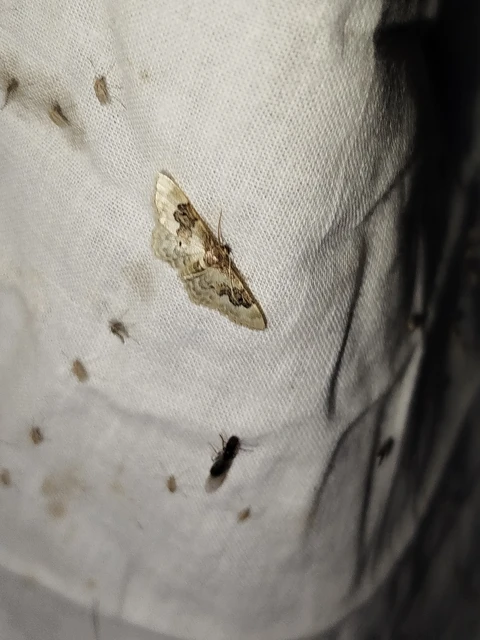 Idaea rusticata - tarka apróaraszoló