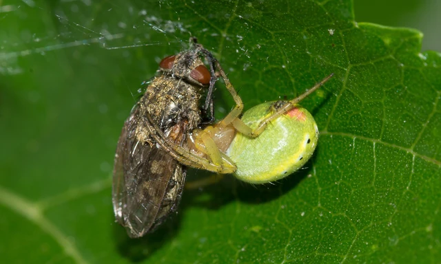 Araniella