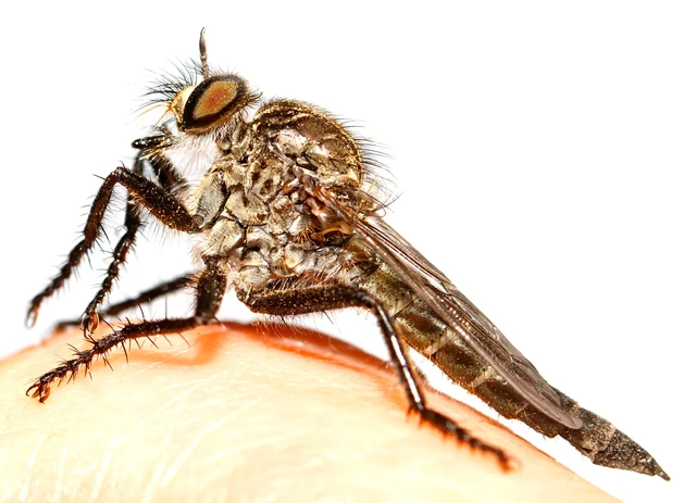 Machimus