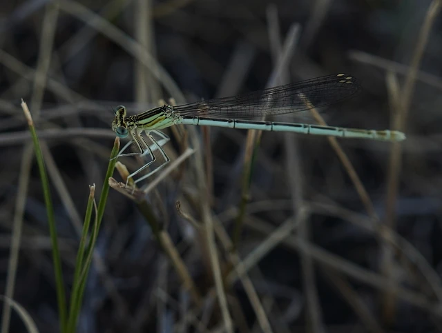 Platycnemis pennipes - széleslábú szitakötő
