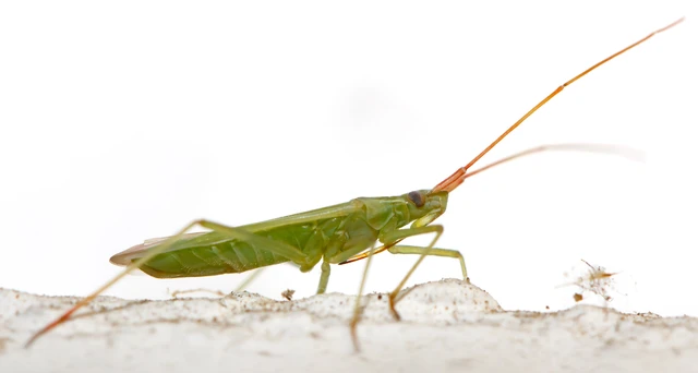 Trigonotylus