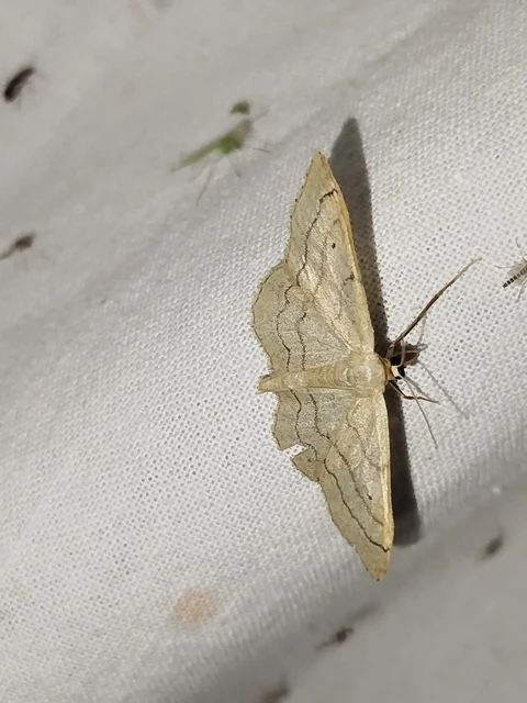 Idaea aversata - nagy sávosaraszoló