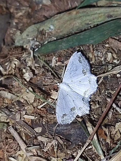 Scopula ornata - díszes fehéraraszoló