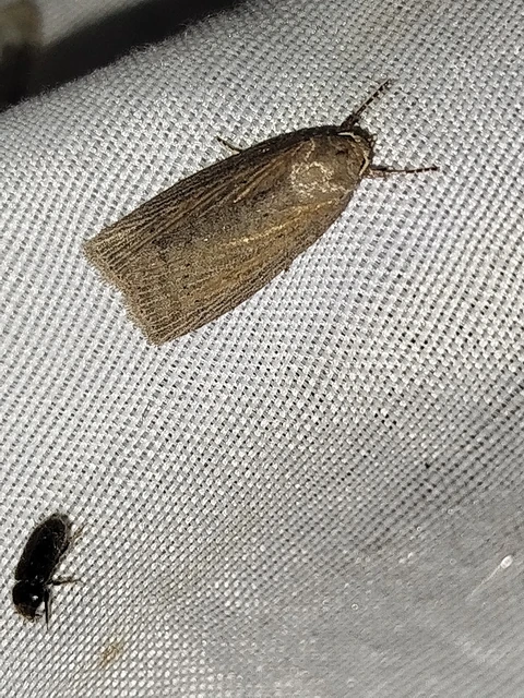 Chilodes maritima - négyfoltos nádibagoly