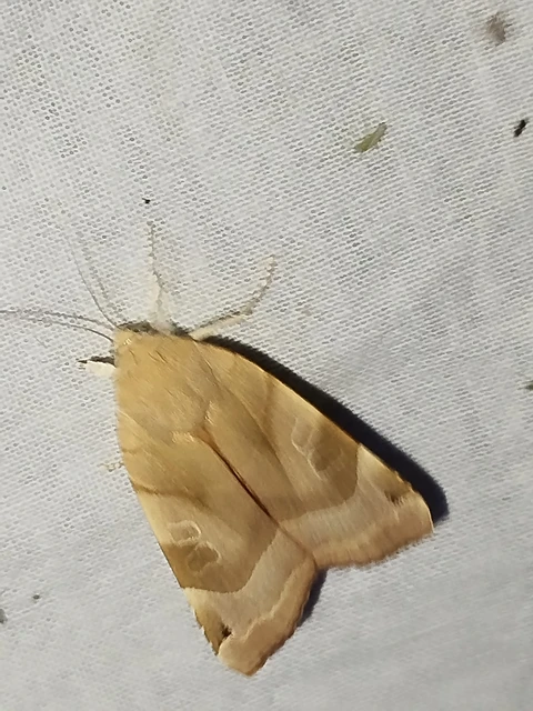 Noctua fimbriata - szélessávú sárgafűbagoly