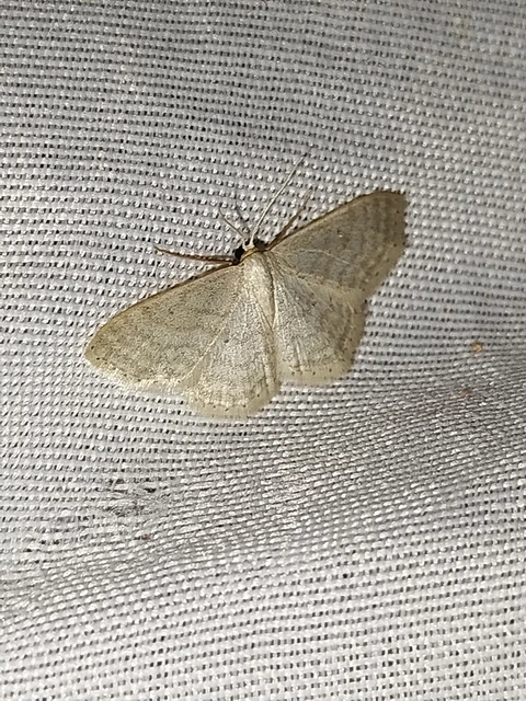 Idaea subsericeata - ötvonalas apróaraszoló