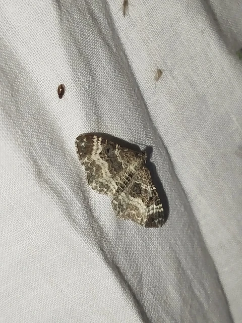 Epirrhoe alternata - galaj-tarkaaraszoló