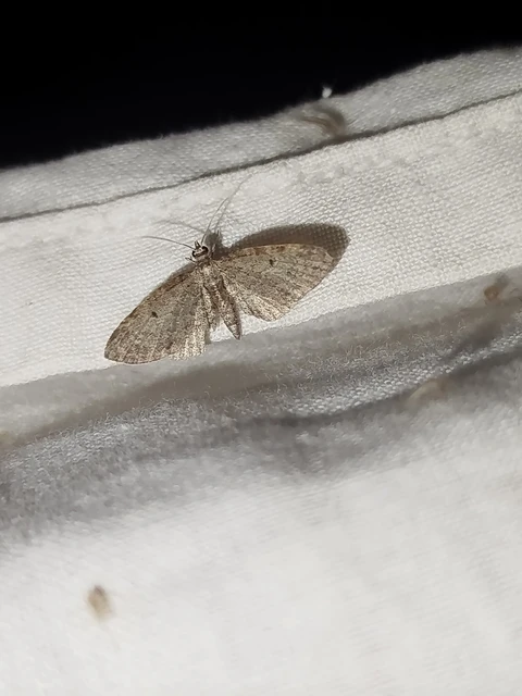 Eupithecia tenuiata - sötétszegélyű törpearaszoló