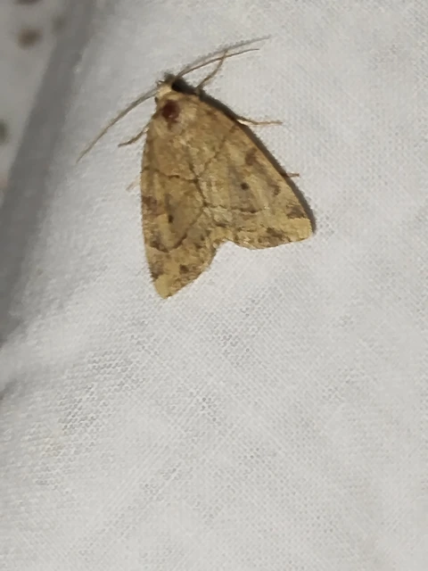 Cosmia trapezina - közönséges lombbagoly