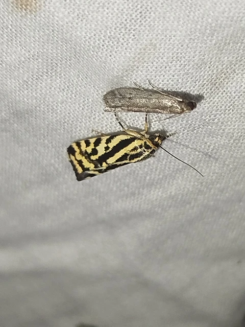 Emmelia trabealis - zebrabagoly