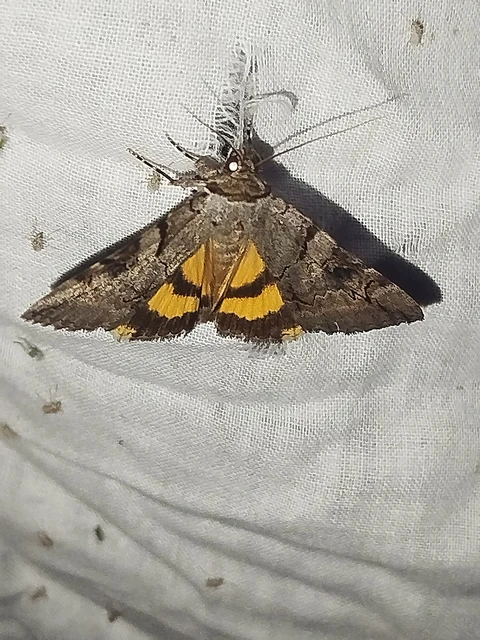 Catocala hymenaea - kökény-övesbagoly