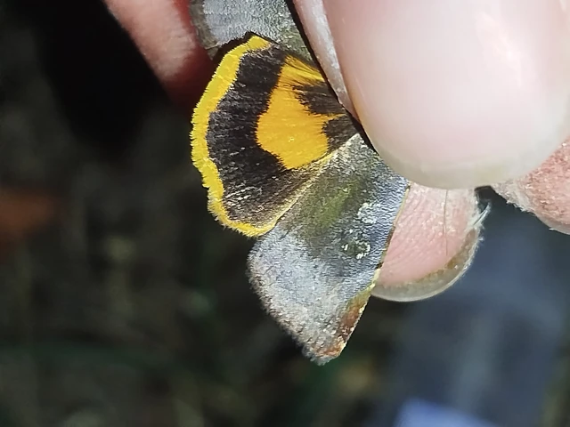 Noctua janthe - lappangó sárgafűbagoly