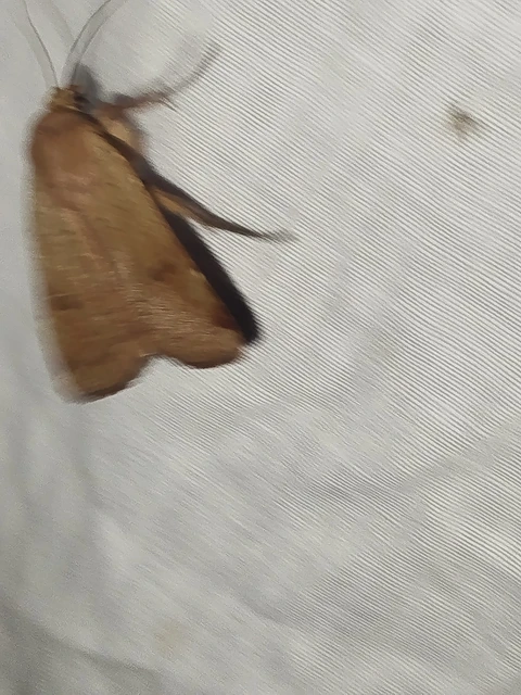 Noctua comes - kis sárgafűbagoly