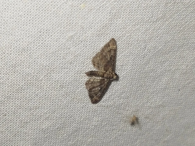 Gymnoscelis rufifasciata - vöröscsíkos törpearaszoló