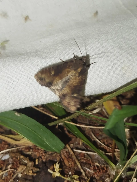 Mesapamea secalella/secalis
