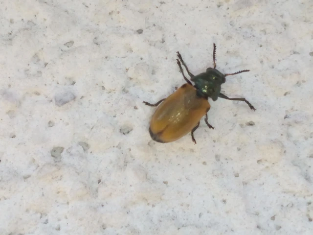 Labidostomis