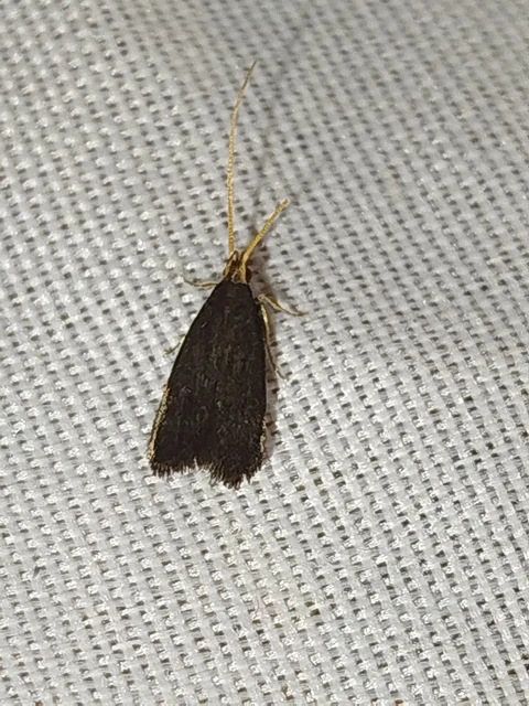 Lecithocera nigrana - kis hindumoly