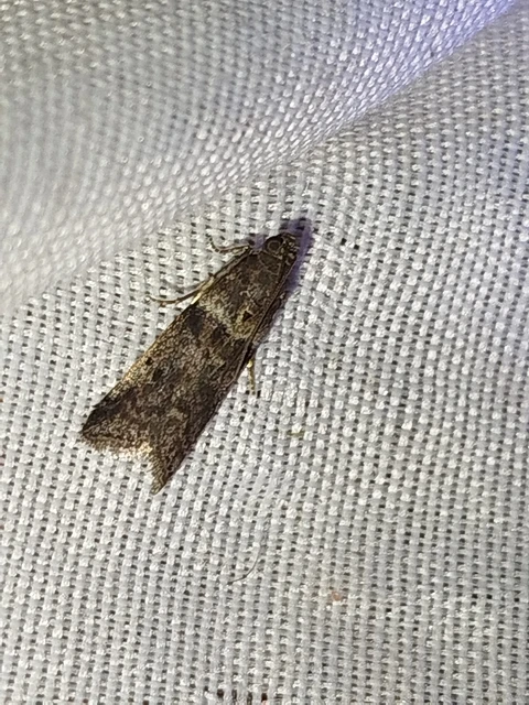 Acrobasis consociella - szalagos karcsúmoly
