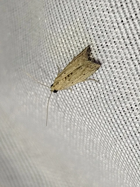 Phycitodes lacteella - kisázsiai karcsúmoly