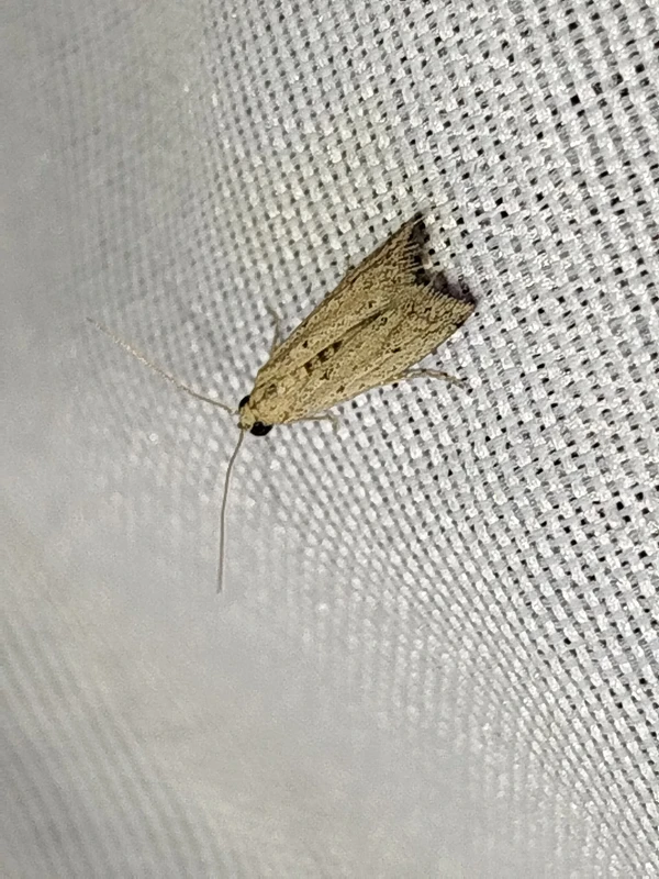 Phycitodes lacteella - kisázsiai karcsúmoly