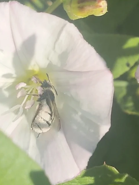 Hymenoptera - Hártyásszárnyúak