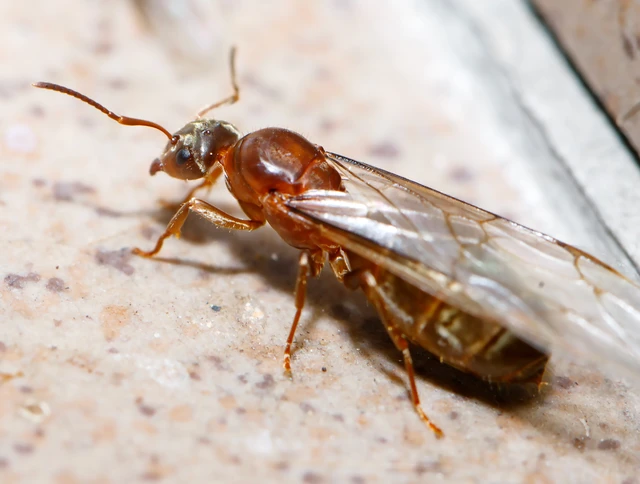 Lasius emarginatus - vöröstorú feketehangya