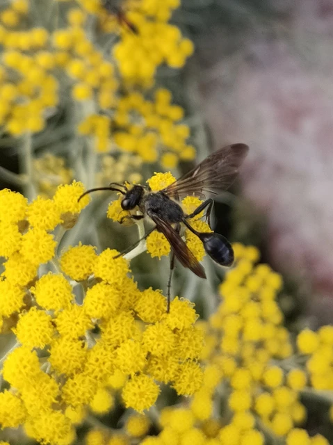 Isodontia mexicana - mexikói fűdarázs