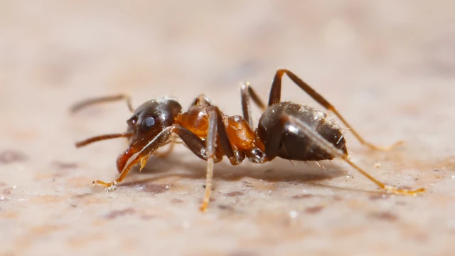 Lasius emarginatus - vöröstorú feketehangya