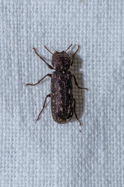 Lichenophanes varius - tarka csuklyásszú