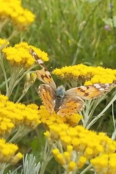 Vanessa cardui - bogáncslepke