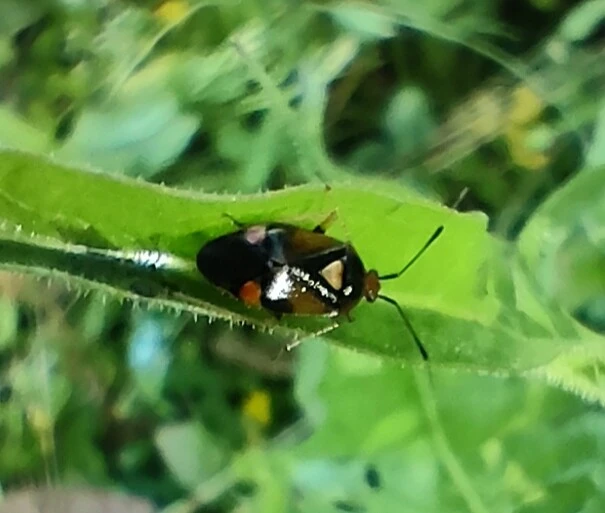 Miridae - mezeipoloskák