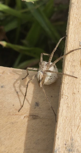 Pisaura mirabilis - csodáspók