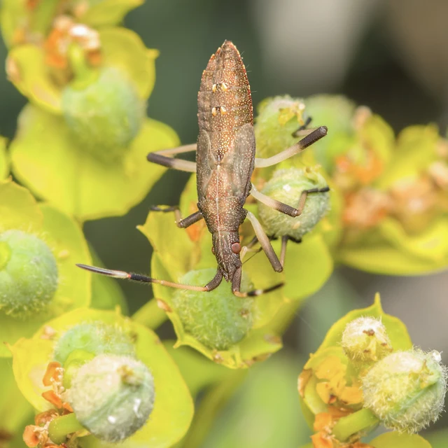 Dicranocephalus
