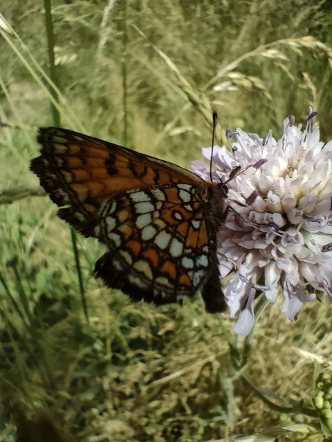 Melitaea