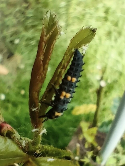 Coccinella
