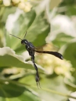 Hymenoptera - Hártyásszárnyúak