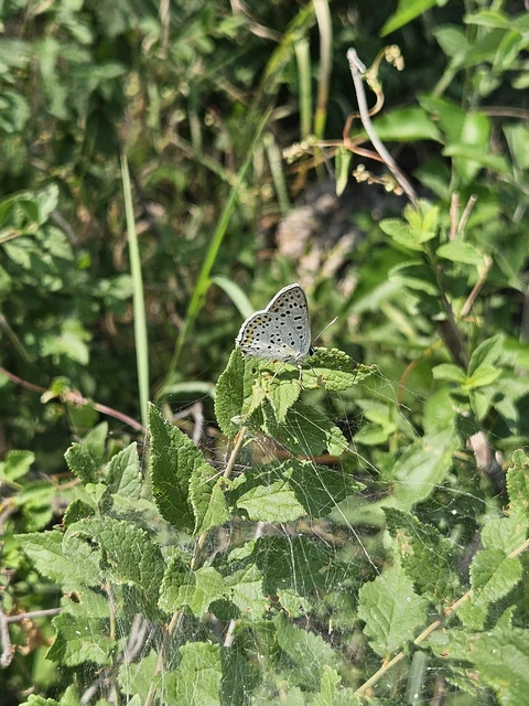 Lycaena tityrus - barna tűzlepke