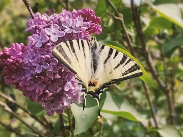 Iphiclides podalirius - kardoslepke