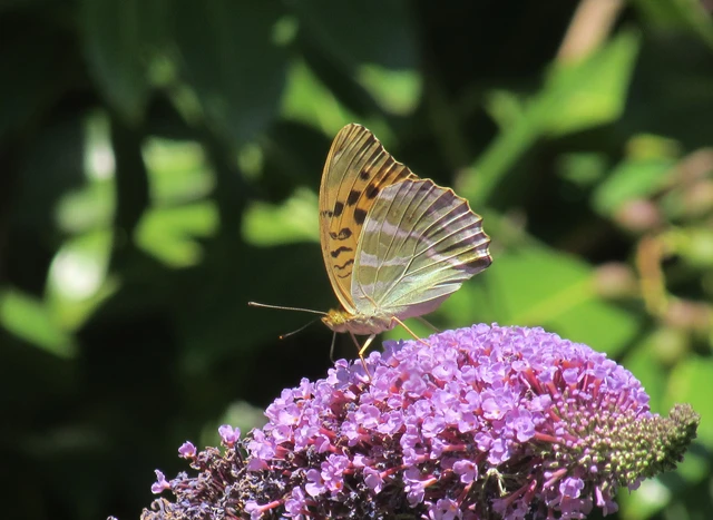 Argynnis paphia - nagy gyöngyházlepke