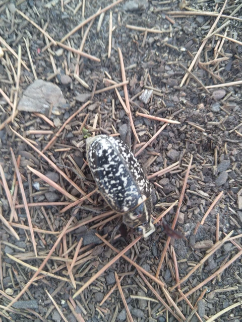 Polyphylla fullo - csapó cserebogár