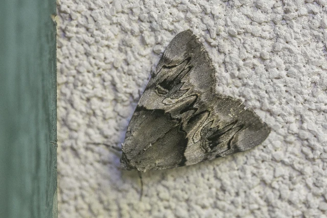 Catocala fulminea - galagonya-övesbagoly