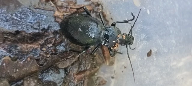 Carabus coriaceus - bőrfutrinka Carabus coriaceus - bőrfutrinka