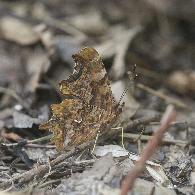 Nymphalis c-album - C-betűs lepke