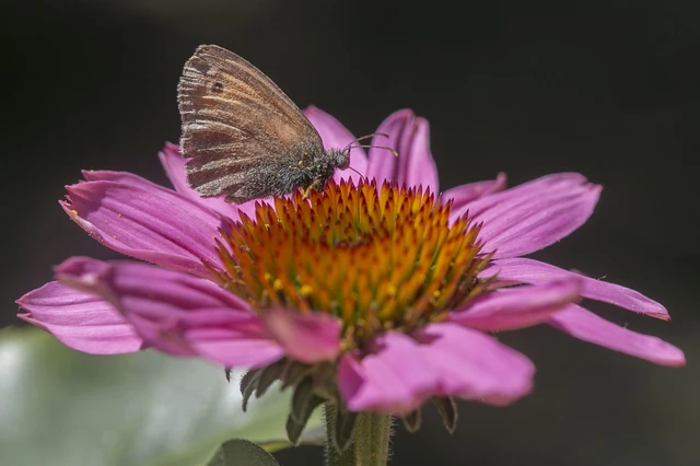 Coenonympha pamphilus - kis szénalepke