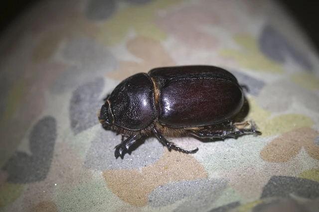 Oryctes nasicornis - orrszarvú bogár
