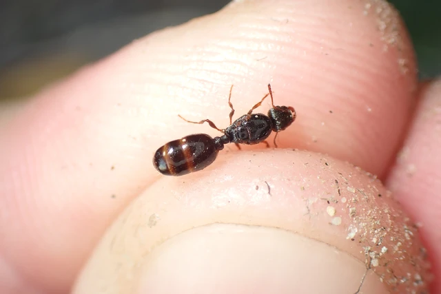Tetramorium