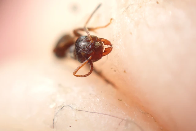 Lasius niger - közönséges feketehangya